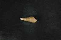 藏品(網蜷)的圖片